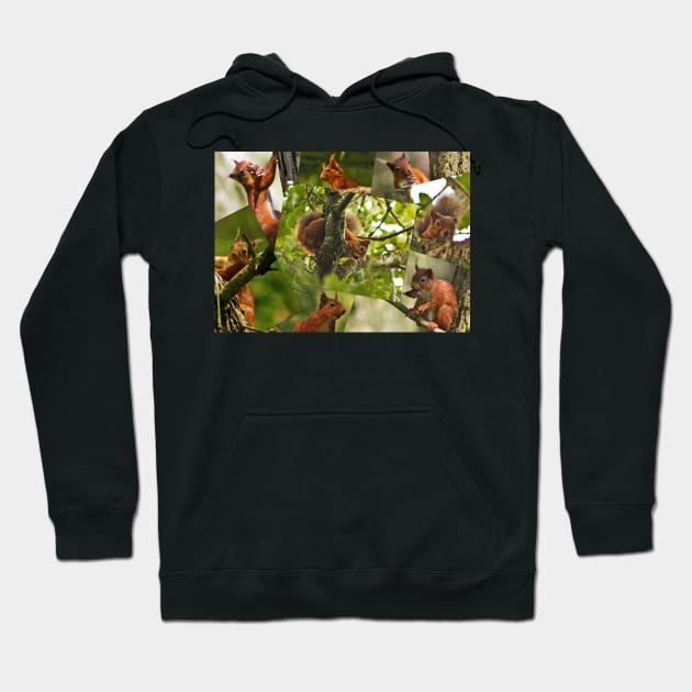 Red Squirrels Hoodie by Furtographic